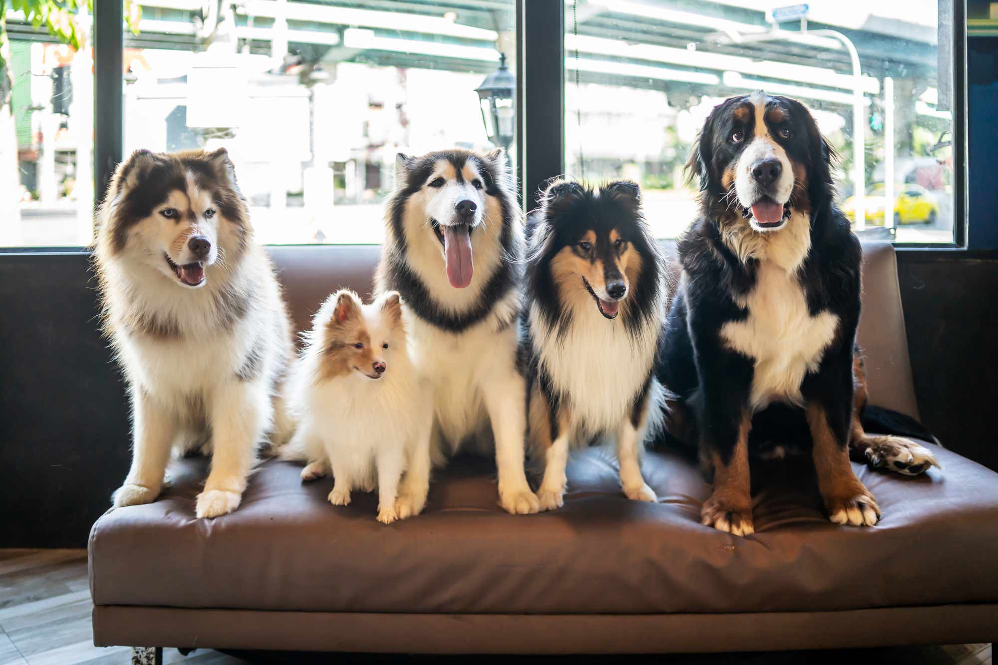 Dog breeds - Trader Street