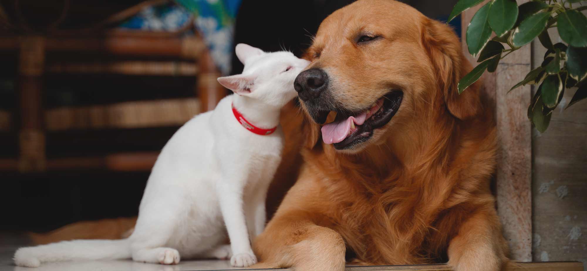 A cat and a golden retriever dog