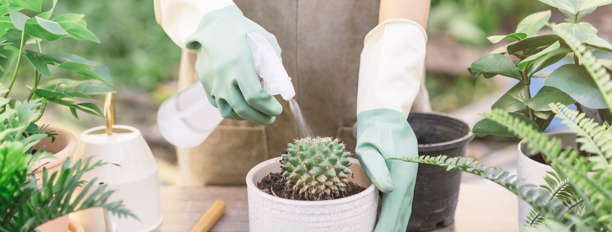 Person watering a plant